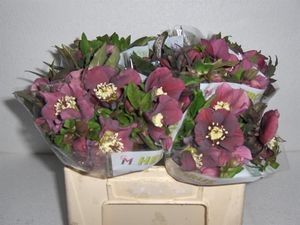HELLEBORE QUEENS RED 40